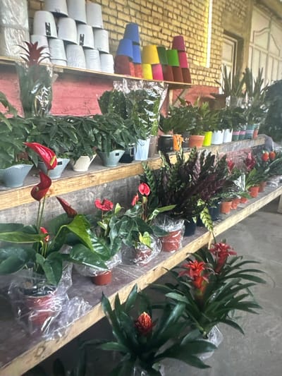 The image depicts an outdoor plant nursery or market stall, possibly in Kadamjay, Kyrgyzstan. A variety of potted plants are arranged on wooden shelves. The shelves are filled with different types of plants, including leafy green plants, plants with red flowers (Anthuriums), and bromeliads with red flower spikes. Some plants are wrapped in clear plastic. Various decorative pots and containers are visible, including white ceramic pots, colorful plastic pots, and rustic terracotta pots. In the background, a brick wall and a building facade are partially visible. The scene suggests a retail environment for houseplants and gardening supplies.