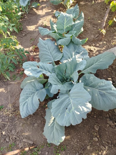 In Pănășești, Moldova, a close-up, high-angle view captures a garden bed with several large cabbage plants. The plants, characterized by their broad, blue-green, wavy leaves, are arranged in rows and occupy the majority of the frame. Some of the leaves show minor damage, with small holes and torn edges. The soil is a rich brown, with visible clods and scattered dry leaves and debris. To the left of the cabbage plants, tomato plants with their characteristic smaller, serrated leaves are visible. A thin, dry vine snakes across the soil in the foreground. In the upper right corner, a thick, woody plant stem, possibly a vine or small tree, stands against the soil. The lighting suggests it is daytime, with shadows cast by the plants and other unseen elements in the garden.