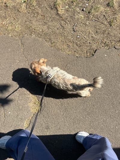 A small, tan-and-gray long-haired dog on a leash is walking on a cracked asphalt surface next to a dirt and grass patch. A person wearing blue sweatpants and light gray sneakers is holding the leash. The location appears to be outdoors.