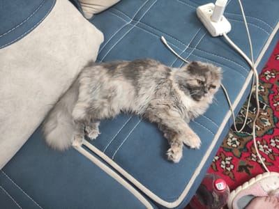 An outdoor, eye-level, medium shot captures a fluffy, grey and white cat lounging on a blue upholstered couch. The cat is lying on its side, with its paws extended and its tail curled. A white electrical outlet is plugged into the couch, with a white cord extending from it. A red and white patterned rug is visible in the lower right corner of the image, along with a pink slipper and a red plastic bottle. The background consists of a light-colored pillow. The scene is likely a domestic indoor setting in Karshi City, Uzbekistan.