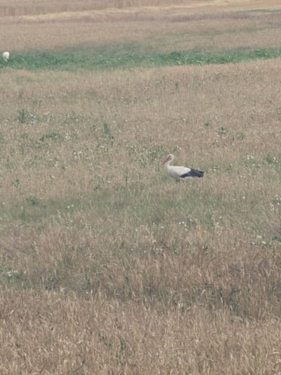 A stork stands in a field of dry grass and wildflowers. The stork is white with black wingtips and a red beak. The field is mostly dry grass, with patches of green vegetation and small white wildflowers scattered throughout. In the background, there are rows of cut wheat or barley. To the far left, there is a small white bird. The overall scene suggests a rural environment, possibly agricultural land.