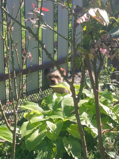 The image depicts a small, tan and brown dog, identified as a Yorkshire Terrier, peeking out from behind large green leaves in a garden. The dog is positioned behind a light gray fence with horizontal wooden beams and a circular patterned lower section. Sunlight illuminates the scene, casting shadows and highlighting the dog's face and the surrounding foliage. The environment appears to be a residential backyard, possibly in Staronizhestebliyevskaya, Russia, given the context. The foreground is dominated by thorny branches of a rose bush, with some dry leaves also visible. The dog's gaze is directed forward, and it appears curious or watchful. No human presence is indicated in the image.