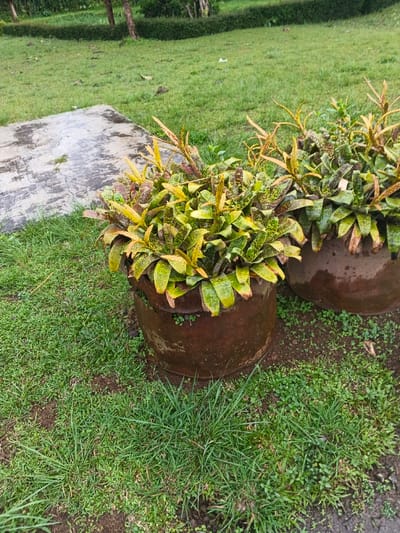 This image, captured in Tapaiteng Uesa, Bhutan, displays an outdoor scene featuring two large, cylindrical, dark brown planters. Both planters appear wet and contain dense, variegated plants with green and yellow-green foliage, exhibiting characteristics of Croton or Bromeliad species. The planter on the left is closer to the foreground than the one on the right. The planters are positioned on an uneven green grass lawn interspersed with patches of exposed soil. To the upper left of the foreground planter, a rectangular, light gray concrete slab with visible cracks and dark stains is present. The mid-ground consists of an expanse of green grass, behind which a dark green, manicured hedge runs horizontally. Several trees with dark trunks are visible beyond the hedge. No individuals or animals are depicted. The overall environment appears damp.