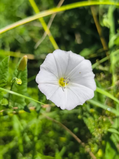 A close-up shot features a delicate white bindweed flower in full bloom, its five petals unfurling to reveal a yellow center with delicate purple stamens. To the left of the flower, a tightly closed bud and a smaller, nascent bud are visible, hinting at future blossoms. The flower and buds are nestled among lush green foliage, with some blades of grass and other plants blurred in the background, suggesting a natural outdoor setting. The lighting is bright, highlighting the textures of the petals and the vibrancy of the green leaves. The image captures a moment of natural beauty, focusing on the intricate details of the plant. The scene is set in Ostrov Im. Belova, Russia, implying an outdoor environment within or near this location, possibly a garden, park, or wild field.