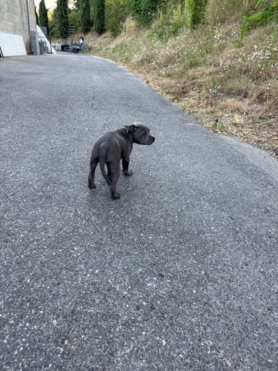 A grey pit bull puppy with dark markings walks away from the camera on an asphalt road. The road curves to the right, bordered by a dry, grassy embankment dotted with small white flowers and green foliage on the right. On the left side of the road, a large, grey, textured building with white panels is visible. Further back, several tall, dark green cypress trees stand on the hillside. In the distance, along the road, a metal ladder and some black hoses are visible. The lighting suggests it is daytime, possibly late afternoon, with soft shadows. The image appears to be taken in an outdoor, semi-rural or industrial area.