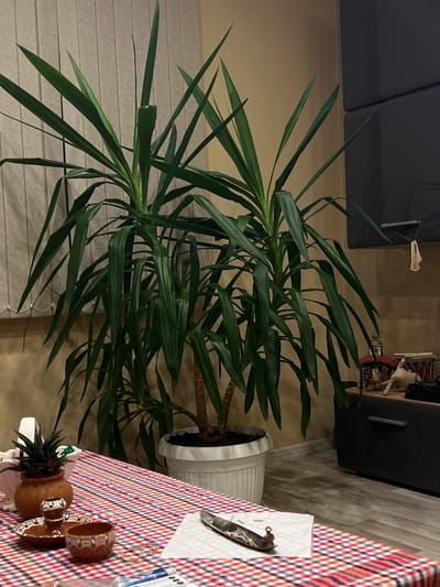 The image depicts an indoor scene. A Yucca plant in a white pot stands near a window with closed beige blinds. To the right, a table covered with a red and blue checkered tablecloth holds various objects, including decorative ceramic pots and a white paper with objects placed on it. In the background, a dark brown cabinet is visible. The scene does not offer clues to confirm its location within Popintsi, Bulgaria. No people are visible.