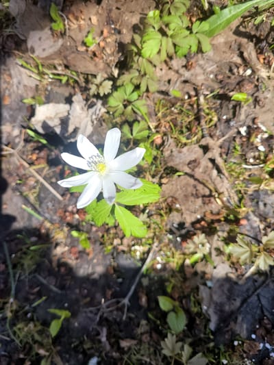 The image shows a single white flower with 6 petals in the center of the frame. The flower has a yellow center. It is surrounded by green leaves and brown leaf litter on the ground. The location is outdoors, likely a garden or wooded area. There are no people or specific objects that indicate the location is Chernaya, Russia.