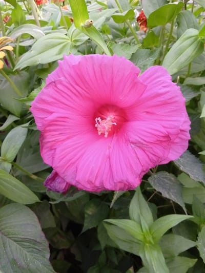 The image is a close-up, high-angle shot of a vibrant pink hibiscus flower in full bloom. The flower is centered in the frame, with its ruffled petals unfurling outwards. The pistil and stamens are visible in the center of the flower, dusted with pollen. The surrounding foliage is lush and green, with various shades of green leaves and stems providing a natural backdrop. A few out-of-focus elements, including hints of orange and yellow flowers and the tip of a purple petal, are visible in the background. The lighting suggests it is daytime, with soft, diffused light illuminating the scene. The image was taken in Buyrak, Uzbekistan.