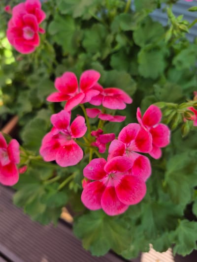 A close-up, eye-level, full-shot photograph shows a cluster of bright pink geranium flowers with green foliage in the background. The flowers are in various stages of bloom, with some fully open and others still budding. The petals are delicate and slightly ruffled, with darker pink veins. The green leaves are broad and lobed. In the lower portion of the image, a dark brown wooden deck is visible, suggesting an outdoor setting. The background is softly blurred, with hints of light green and possibly blue. The photograph was taken in Barbing, Germany, and showcases the vibrant colors and textures of the flowers.