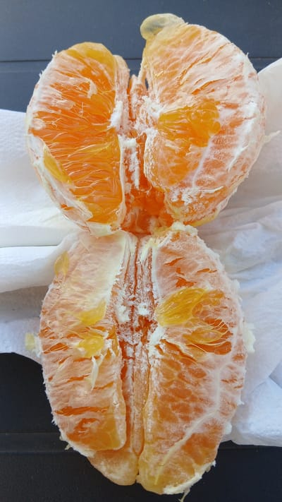 Two segments of a peeled tangerine are presented in a top-down view. The segments are separated and slightly splayed open, revealing the juicy interior. The tangerine flesh is a vibrant orange color, with distinct segments visible. The white pith and some residual peel are still attached to the fruit, giving it a slightly rough texture. The tangerine is resting on a white paper napkin, which is laid out on a dark, flat surface. The lighting suggests an outdoor setting, possibly a table in a garden or patio. The overall impression is one of freshness and a close-up examination of the fruit's texture and structure. There are no people or animals present in the image. The location of Ribérac, France, is not depicted or suggested by any visual cues in the image.