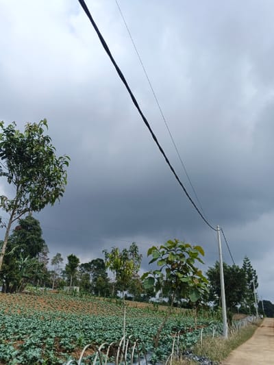A rural scene under a cloudy sky shows a field of leafy green crops leading up to a line of various trees and foliage. A weathered fence runs along the edge of the field. Power lines stretch across the sky. A narrow paved road is visible on the right, bordered by a few trees. The overall atmosphere suggests a damp or overcast day.