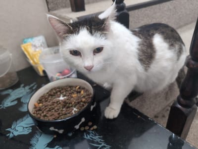 A cat with white and brown fur stands near a bowl filled with cat food. The bowl is black with white bone patterns. The table has a black surface. There are other containers on the table in the background. The location is presumably Жаңа Қуат, Kazakhstan.
