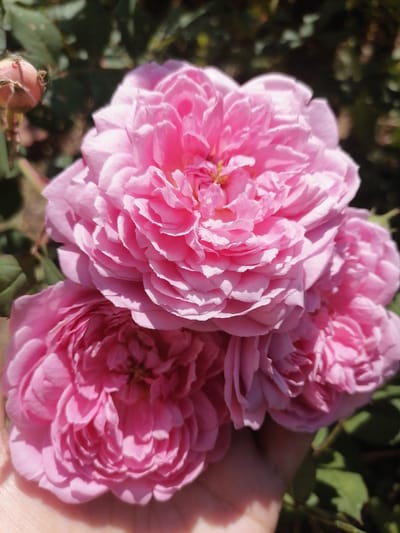 A close-up, top-down shot captures a cluster of three fully bloomed pink roses, along with a rosebud. The roses have many delicate petals, creating a soft, ruffled appearance. A hand, illuminated by sunlight, gently supports the base of the rose cluster, with the fingers barely visible. The background is blurred, with dark green foliage suggesting a garden setting. The lighting indicates it is daytime, likely under sunny skies, given the bright illumination and distinct shadows cast by the rose petals and the hand. The focus is entirely on the flowers, highlighting their intricate structure and vibrant pink hue. There is no visible text in the image. The scene evokes a sense of natural beauty and the tactile experience of holding delicate flowers.