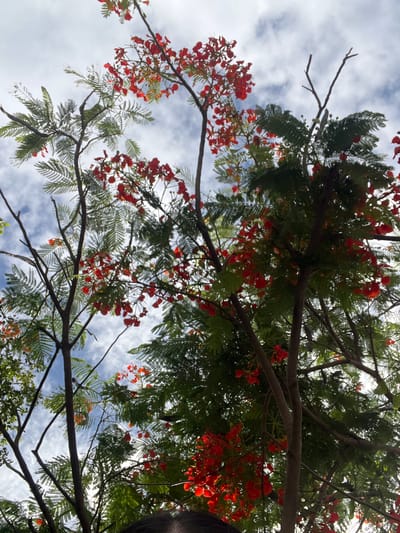 The image is a low-angle shot looking up at a vibrant Delonix regia tree in bloom, set against a cloudy sky. The tree is laden with bright red flowers and feathery green leaves. The branches of the tree are thick and dark brown, with smaller, lighter branches extending outwards. The sky is a mix of white clouds and patches of blue. The bottom of the image shows the dark hair of a person's head, suggesting the photograph was taken from a ground-level perspective looking upwards. This scene is located in Conuco Viejo, Venezuela.