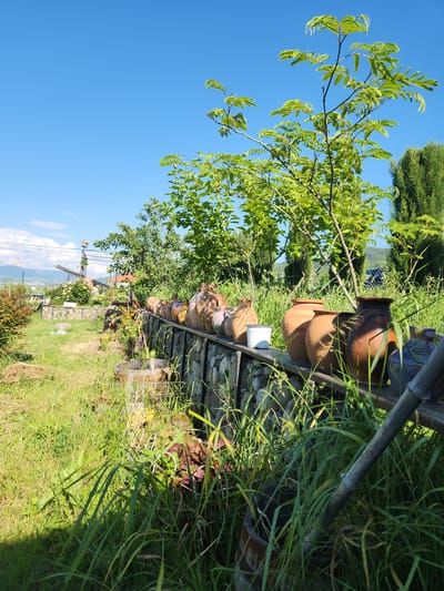 This image depicts a sunny outdoor scene in Gorovani, Georgia, characterized by a well-tended yet partially overgrown garden environment under a clear blue sky.
In the foreground, dense, unkempt green grass and weeds occupy the lower half of the frame. A dark shadow from an unseen object is cast on the lower left. Amidst the grass, partially obscured, are a dark wooden barrel or planter and a white wire support structure. A bamboo pole angles diagonally upwards from the lower right corner, partially hidden by grass.
The mid-ground features a low retaining wall constructed from stones contained within a wire mesh (gabion style), running horizontally across the image. A wooden plank is affixed atop this wall, displaying a collection of approximately ten diverse ceramic and terracotta pots, vases, and jars. These vessels vary in size and shape, predominantly featuring earthy brown and reddish-brown tones, with some exhibiting glazed patterns. A single white plastic pot is positioned among them, slightly left of center on the wall. Flowering plants are visible along the wall's base on the left.
The background presents a varied landscape. To the left, a garden area includes a cleared path, manicured bushes with visible pink flowers (suggesting roses), and another stone structure. A light-colored, indistinct object lies on the grass in this area. Further back, a structure with a birdhouse at its apex is visible, with power lines extending above it. Distant mountains or hills stretch across the horizon on the left, beneath a slightly hazy sky, with a small settlement visible on their lower slopes. To the right, various trees and shrubs rise, including a prominent deciduous tree with bright green, fern-like foliage. Tall, dark green columnar trees, possibly cypresses, frame the far right side of the image. A dark-colored vehicle is partially discernible behind these trees in the distance. No human figures are present. The scene is illuminated by bright daylight, casting visible shadows.