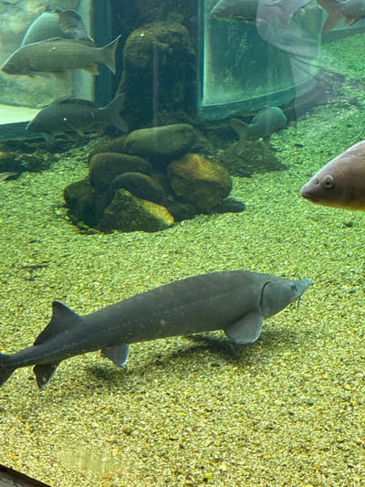 The image displays an underwater scene within a large freshwater aquarium tank, located at the Fluviário de Mora in Mora, Portugal.

In the foreground and center, a large, dark-grey sturgeon with a distinct elongated snout and barbels is horizontally positioned, swimming from left to right. Its body exhibits a textured surface, and pectoral, pelvic, and caudal fins are visible. The tank floor is covered with a light-green, coarse gravel substrate.

To the right, the head and anterior portion of a pale-brown, large-bodied carp-like fish are visible, facing the viewer directly. Its eye and mouth are clearly distinguishable.

In the mid-ground, a cluster of dark, rounded river rocks forms a habitat structure on the gravel bed. Above and behind these rocks, several other fish of dark and lighter coloration, consistent with carp or barbel species, are present; one large, lighter-bodied fish swims horizontally in the upper left background, while a smaller, darker fish is positioned beneath it. A large, dark, possibly moss-covered rock formation is visible in the upper left background. A vertical transparent panel or structural element is present in the upper right background.

The water throughout the tank appears clear, with ambient light illuminating the environment and fish. No human figures are present. The fish are observed swimming calmly within the exhibit.