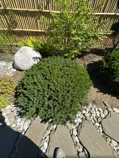 A front-facing, eye-level, outdoor medium shot captures a garden area with a focus on a spherical, dense evergreen bush in the center. To the left of the bush is a large, smooth, gray boulder, and to the left of that is a cluster of small pink flowers and green foliage. Behind the bush and boulder, a tall bamboo fence acts as a backdrop, with a medium-sized green tree to the right of the fence. A path made of flat, gray stones and surrounded by smooth, multi-colored river stones leads the eye from the bottom center of the frame towards the garden. The ground is covered in brown soil and mulch. The lighting suggests it is daytime, with shadows cast by the plants and objects. The scene appears to be a meticulously maintained garden, likely in a residential area or park. Based on the provided location, this image is situated in the city of Lapino Grad KP, Russia.