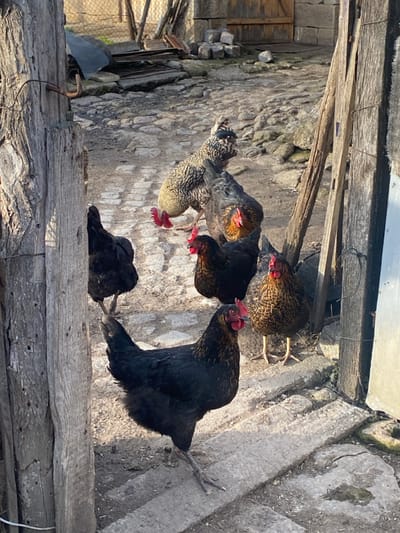 The image depicts seven domestic chickens situated outdoors in Krivnia, Bulgaria. The foreground features a rugged path composed of irregular cobblestones interspersed with dirt, along with several flat concrete slabs. To the left, a robust, weathered wooden post with an attached metal hook anchors the frame. A similar weathered wooden structure is partially visible on the right.
In the immediate foreground, a black hen with a red comb stands on a concrete slab, facing right. Partially obscured by the left post, another black chicken is present. In the mid-ground, a brown-speckled hen stands on a concrete slab, facing left, alongside a dark-feathered hen displaying reddish-brown accents and a red comb, facing the viewer. Further back, a black and white barred hen or rooster walks toward the right, its red legs visible. Adjacent to it, a dark-feathered chicken is partially visible.
The background reveals an unkempt area of dirt and debris, leading to what appears to be a rustic wooden gate or door, and a wire fence. Strong, direct sunlight from the left creates distinct shadows on the ground and subjects, indicating a clear daytime setting. No human figures are present.