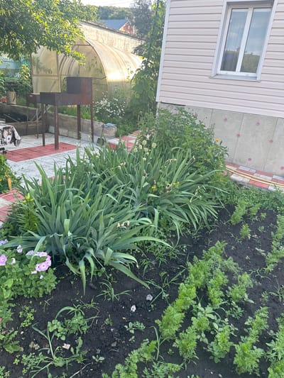 This is a moderately high-angle, eye-level, outdoor photograph taken in a residential backyard in Zhigulyovsk, Russia. The scene depicts a garden area adjacent to a light pink, vinyl-sided house. In the foreground, a dark soil bed is filled with rows of young, green carrot plants and other small leafy plants and weeds. To the left of the carrots, a dense planting of tall, green iris plants dominates the midground, interspersed with a few small yellow flowers and some wilting, dried flower heads. A cluster of pink petunias is visible at the far left of the iris bed.

Behind the iris bed, a paved pathway with red and grey checkered tiles leads towards a metal barbecue grill. In the background, a large, curved greenhouse with a translucent cover stands partially obscured by green foliage. Further back, a portion of a building with a light-colored roof is visible. The overall environment suggests a sunny day with ample natural light. There are no people visible in the frame.