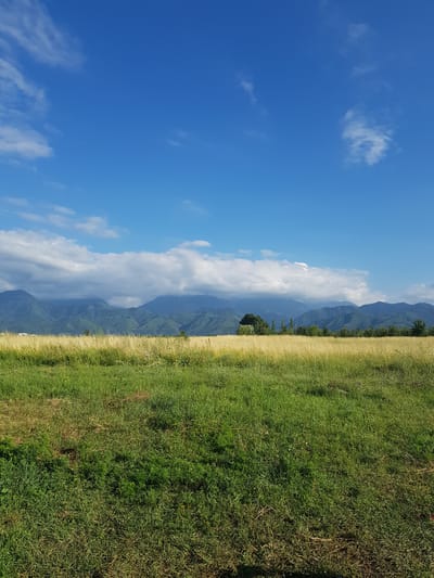 A wide-angle, landscape photograph captures a pastoral scene under a bright blue sky dotted with scattered white clouds. In the foreground, a field of lush green grass transitions to a field of dry, yellow grass. Behind the fields, a range of majestic mountains forms the horizon, their peaks partially obscured by a band of white clouds. A single, dark green tree stands in the middle ground, breaking the uniformity of the yellow field. The scene suggests a rural or natural environment, possibly a farm or park area on the outskirts of Ақдала, Kazakhstan, given the expansive sky and mountainous backdrop. There are no people or animals visible in the image, and the overall impression is one of tranquility and natural beauty.