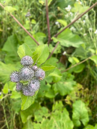 This is a close-up, eye-level shot of a cluster of burdock seed heads against a blurred background of green foliage and some small white wildflowers, possibly in a park or wild area in Заволжский, Russia. The burdock heads are spiky, globular, and a light purplish-gray color with a fuzzy white texture. Some are developing seed structures with visible purple tips. One burdock head has a small, light brown insect on it. The surrounding leaves are broad and green. The lighting appears to be natural daylight. There are no people or man-made structures immediately visible in the frame. The overall impression is of a natural, outdoor environment.