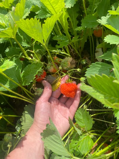 In Shiryaevo, Russia, a hand is shown gently holding a ripe red strawberry. The strawberry, with its characteristic pitted surface and green leafy calyx, is the focal point of the image, nestled among the lush green foliage of a strawberry plant. Sunlight filters through the leaves, illuminating the scene and casting dappled shadows. Other strawberries, some red and some less ripe green, are visible in the background, surrounded by the vibrant green leaves and stems of the strawberry plants. The overall impression is one of a bountiful harvest in a natural, outdoor setting.