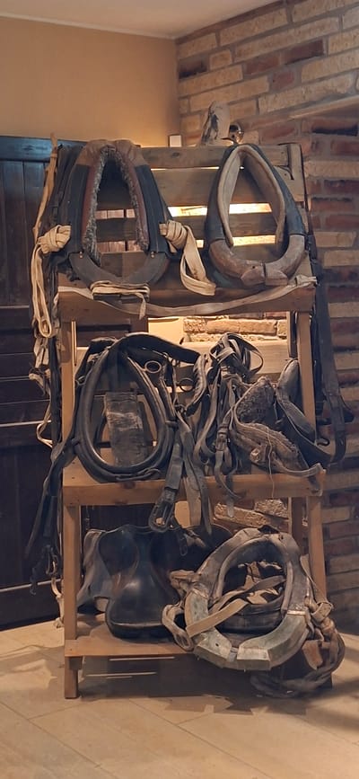 An indoor, eye-level, medium shot captures a wooden shelf unit filled with horse tack, displayed against a brick wall and a wooden door. The tack includes collars, harnesses, and what appear to be saddles. The overall impression is of an organized collection, possibly in a storage area or a themed display. The lighting is warm, suggesting an indoor setting with artificial light. The image does not contain any people or animals. The location is identified as Angla, Estonia.