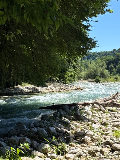 The image depicts a natural scene of a flowing riverbank. The river is a prominent subject, characterized by its clear, turquoise water with visible ripples and currents, suggesting a fast flow. On the right side of the river, a rocky bank is densely covered with various sizes of grey and beige stones, interspersed with patches of green grass and small plants. A weathered, dark piece of driftwood lies partially submerged along the edge of the water, adding a rustic element to the scene.
To the left of the river, a lush green forest dominates the landscape. The trees are dense and leafy, with a variety of shades of green indicating different species and growth. The forest extends up a hillside, creating a backdrop of natural wilderness. The sky above is a clear, bright blue, hinting at a sunny day.
The perspective of the image is a vertical shot, looking down and across the river. The lighting suggests it is daytime, likely mid-morning or afternoon, given the bright sunlight casting shadows and highlighting textures. The overall mood of the scene is tranquil and serene, evoking a sense of natural beauty and untouched wilderness. There are no visible people or man-made structures, reinforcing the impression of a remote and natural environment. The location cues, such as the mountainous terrain suggested by the hillside and the type of vegetation, are consistent with a mountain river setting.
