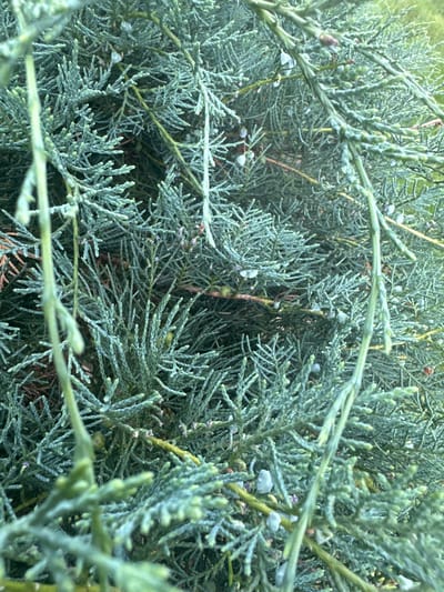 This is a close-up, eye-level photograph of a dense evergreen shrub with a bluish-green hue, likely a juniper or cypress. The plant is characterized by its fine, feathery foliage and small, underdeveloped cones or berries. The branches are tightly packed, creating a textured and layered appearance. The lighting suggests an outdoor setting, possibly in a garden or park. There are no people or animals visible in the image. The scene is static and appears to be a detailed study of the plant's natural form. The image does not contain any information that would indicate its location in the city of Kebezen, Russia.