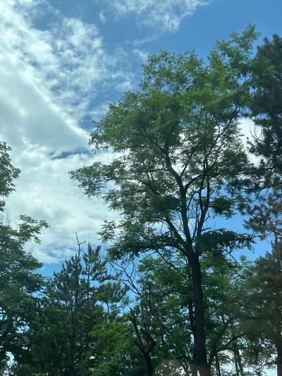 The image depicts an upward view into a natural environment in Gorno Varshilo, Bulgaria, dominated by a partially cloudy sky and a dense canopy of trees. The sky features patches of clear blue interspersed with scattered white clouds, which vary in density from thin, wispy formations to more substantial cumulus clouds. The foliage consists of a mix of deciduous trees, characterized by bright green, broad leaves and visible branch structures, particularly prominent in the center and left, and coniferous trees with darker, needle-like foliage, visible along the right edge and in the lower-central portion. The central deciduous tree displays a robust trunk and numerous branches extending upwards, heavily laden with leaves. Portions of bare branches, possibly deadwood, are visible among the green canopy, notably in the lower-middle and upper-right. Bright daylight illuminates the scene, casting varied shadows within the tree canopy but no distinct cast shadows on the ground due to the upward perspective. No people, animals, man-made structures, or discernible actions are present in the frame.