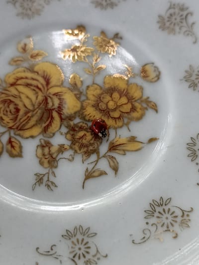 The image is a close-up, overhead shot of a white porcelain saucer decorated with a floral pattern in gold and red. A single ladybug, with a red body and black spots, is resting on the saucer. The saucer is likely part of a teacup set and appears to be on a flat surface, though the surrounding environment is not visible. The scene does not provide any information about the city of Dagestanskiye Ogni, Russia.