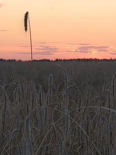 A single stalk of rye stands prominently in the foreground of a field of rye under a pale orange sky at dusk. The stalk, with its characteristic awns, is silhouetted against the soft colors of the sunset. The field extends to the horizon, where a dark line of trees is visible against the lighter sky. Wisps of clouds drift across the sky, tinged with pink and orange. The image appears to have been taken in a rural setting, likely in the city of Navapolski Sel'ski Savet, Belarus, given the characteristic appearance of a rye field common in the region. There are no people or animals visible in the image. The overall impression is one of natural beauty and tranquility at the end of the day.