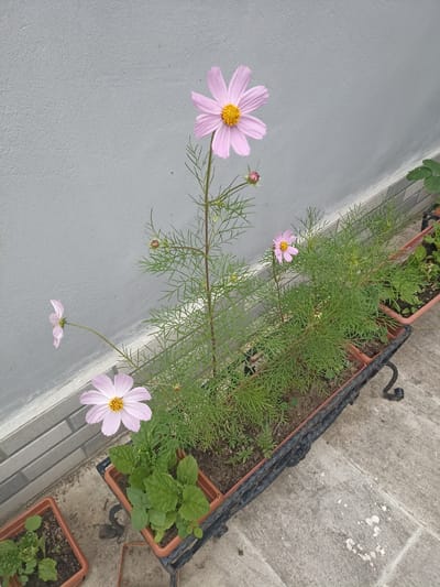 This image captures a close-up view of pink cosmos flowers in planters on a stone patio, with a grey, textured wall in the background. The flowers are in various stages of bloom, with one prominent flower in the foreground showing delicate pink petals and a yellow center. The plants are in rectangular brown planters, one of which is supported by a black metal stand. The surrounding environment appears to be an outdoor urban setting, possibly a balcony or courtyard, with a glimpse of other planters containing greenery to the right. The lighting suggests an overcast day. There are no people or animals visible in the image. The location in Gusar, Azerbaijan is not directly discernible from the visual elements.