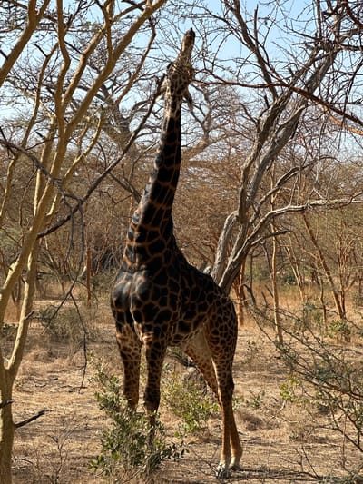 A giraffe is foraging in a savanna-like environment in the Communauté rurale de Sindia, Senegal. The giraffe is reaching up into a tree with bare branches to eat leaves. The ground is dry and covered in straw-colored grass. Other trees with bare branches are visible in the background. The sky is pale blue.