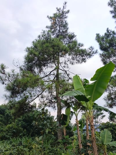 The image depicts a lush landscape with various vegetation. A tall pine tree dominates the frame, surrounded by banana trees with large, vibrant green leaves. Undergrowth includes an assortment of shrubs and grasses, creating a dense, natural scene. The sky is overcast, contributing to a soft, diffused lighting. The composition offers a glimpse into a tropical or subtropical environment.
