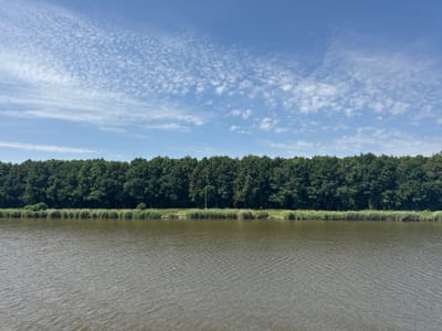 This image depicts a serene waterfront scene with a dense line of trees forming the backdrop. The foreground is dominated by a calm body of water, with gentle ripples suggesting a slight breeze. The water appears to be a murky brown or green color.

Beyond the water, a band of lush green reeds and grasses lines the bank, separating the water from a thick forest of dark green trees. The trees form a continuous, unbroken wall of foliage, with their tops creating an uneven, natural skyline against the sky.

The sky above is a clear blue, punctuated by scattered white, wispy clouds. These clouds are relatively high and appear to be moving, indicating a pleasant, partly cloudy day. There is a single, thin lamppost visible amidst the reeds on the left side of the frame, standing out against the natural landscape.

On the far right side of the image, a small cluster of white objects can be seen in the distance along the water's edge, possibly birds or ducks. The overall impression is one of tranquility and natural beauty, likely captured during daylight hours given the bright sky and shadows. The scene is typical of a natural park or rural setting, possibly near Brunsbüttel, Germany, given the location context. No text is visible in the image.