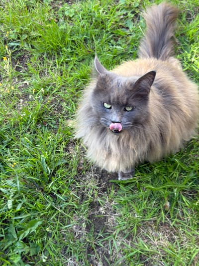 A long-haired grey cat with green eyes is sitting on green grass in Aveley, United Kingdom. The cat is looking towards the camera with its tongue sticking out. The grass is somewhat patchy in places, with some bare soil visible. There are a few small yellow flowers scattered among the grass. The cat's tail is fluffy and bushy.