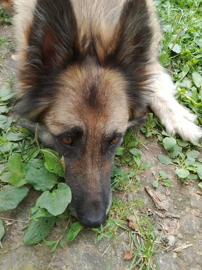 A medium-shot, high-angle view captures a dog lying on the ground in Redkivka, Ukraine. The dog, with fur primarily brown and black, rests its head among green foliage and patches of dirt and small stones. Its eyes are open and directed forward. One of the dog's front paws, with lighter colored fur, is visible near the right side of the frame, extended towards the right. The background consists of more green grass and some dried leaves scattered on the ground. The overall lighting suggests an outdoor, daytime setting.