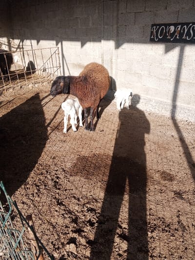 A brown sheep stands in a dirt-floored pen with two white lambs. A wire fence borders one side, casting shadows. The pen is enclosed by concrete block walls. A sign with faded lettering hangs above, partially obscured by shadow. A human shadow stretches across the dirt, indicating an observer. The light is bright, creating high contrast.