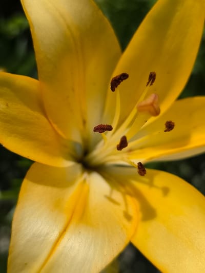 A close-up, macro photograph captures the intricate details of a bright yellow lily in Hradenytsi, Ukraine. The flower's petals, illuminated by sunlight, display a gradient of color from a vibrant yellow at the edges to a softer, almost white hue towards the center. The stamen, with their dark brown anthers, are prominently featured, along with the delicate filaments supporting them. The background is a blur of green foliage, suggesting the lily is part of a garden or natural setting within the city. The focus is sharp on the flower's reproductive parts, emphasizing the textures and colors.