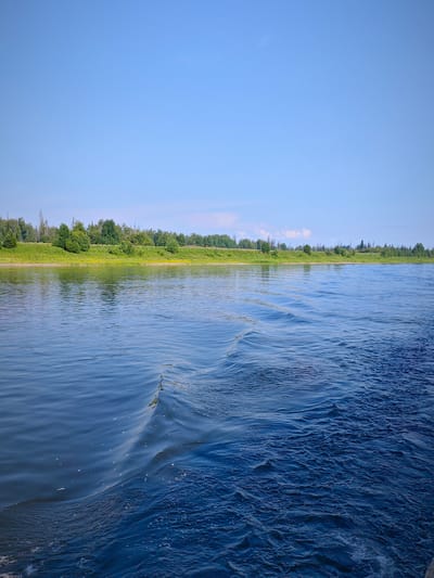 The image captures a wide, calm river under a clear blue sky, with a distant treeline bordering the far bank. The water in the foreground exhibits ripples and small waves, suggesting movement. The far bank is lined with a dense, green forest and grassy areas, with a few scattered yellow wildflowers visible in the grass. The scene appears to be a natural landscape, likely in the vicinity of Novonazimovo, Russia, given the vegetation and waterway typical of the region. There are no people or man-made structures immediately visible in the frame.
