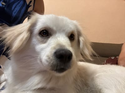 A close-up, eye-level shot shows a white dog with light brown eyes and black nose. The dog is looking directly at the camera. Part of a person's arm and a blue and white striped garment are visible in the upper left corner of the image. The background is a peach-colored wall. The image appears to have been taken indoors.