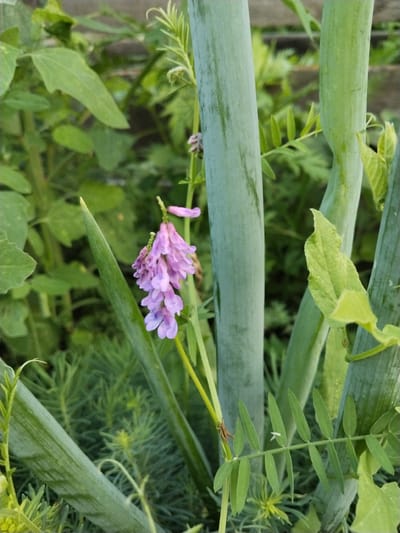 The image shows a close-up of a small, purple flower with several florets clustered together, hanging from a thin stem. The flower is situated amidst thick, green vegetation, including tall, segmented stalks that appear to be part of a plant like garlic or onion. The background is a blur of green leaves and other plants, creating a natural, outdoor setting. There are no people or any visible signs of human activity in the frame. The overall impression is one of a peaceful, natural scene, likely in a garden or wild growth area. There is no information in the image that can be used to determine its specific location within the city of Зелёное, Russia.