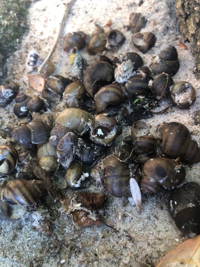 The image shows a close-up, eye-level view of a pile of empty snail shells scattered on a sandy surface. The shells are of various sizes and colors, ranging from dark brown to light tan, with some exhibiting striped patterns. A few pieces of dried vegetation and some white debris, possibly shell fragments or organic matter, are also present among the shells. The lighting suggests it is daytime, with a natural light source casting shadows. The background is out of focus but appears to be a natural environment with some greenery and a rough, bark-like texture, possibly a tree trunk or a fallen branch. The scene is located on the sandy shore of the Dnipro River in the village of Nahirne, Ukraine. There are no people or animals visible in the image.