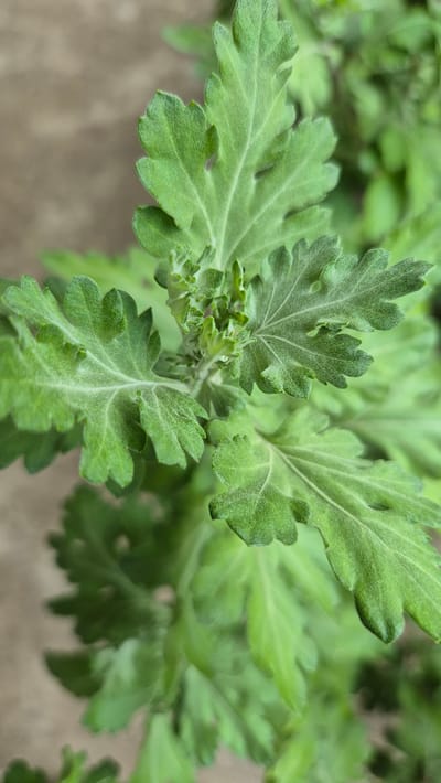 This is a close-up, vertical shot of a green plant with deeply lobed leaves. The leaves are a vibrant green and have a slightly fuzzy texture, with prominent veins. The plant appears to be in a natural or garden setting, with a blurred, neutral background that suggests a soil or concrete surface. There are no people, animals, or man-made objects visible in the image. The focus is entirely on the intricate details of the plant's foliage. The image does not contain any information about the city of Doirentsi, Bulgaria.