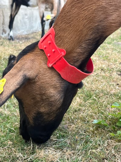 This is a close-up, eye-level, outdoor, vertical shot of a brown goat with a red collar, grazing on grass. The goat's head is down, with its snout near the ground. Its fur is a mix of brown and black, and it has a yellow tag on its ear. The background is slightly blurred, showing more grass and the legs of another goat. The scene is likely a farm or pasture in or around Rambouillet, France, known for its agricultural activities and sheep and goat farming.