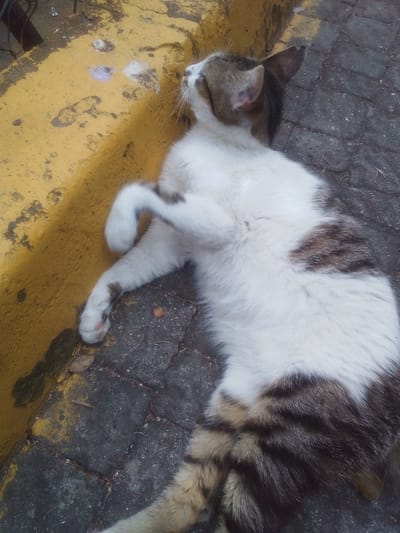 A domestic cat is lying on its back on a paved surface next to a yellow curb. The cat has white fur with patches of brown and black tabby markings on its head, back, and tail. Its front paws are raised and crossed. The ground appears to be made of interlocking paving stones. The yellow curb shows signs of wear and tear, with some chipped paint and dirt. Leaves and small debris are scattered on the ground. The scene is outdoors, likely in an urban environment.
