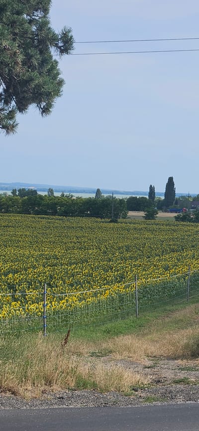 The image depicts a vast field of sunflowers under a clear blue sky. A line of trees borders the field in the middle ground, beyond which lies a body of water and a distant landscape. In the foreground, a gravelly path runs parallel to a road, with dry grass and vegetation growing between them. A wire fence with blue insulators separates the path from the sunflower field. The overall scene suggests a rural setting in Cserszegtomaj, Hungary, likely during the summer months when sunflowers are in bloom. There are no people visible in the image.
