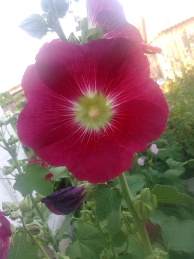 A close-up, low-angle shot focuses on a large, vibrant pink hollyhock flower in full bloom, its petals radiating from a pale green center with thin white veins. The flower occupies the majority of the frame. To the lower left of the main flower, a dark purple, unopened hollyhock bud is visible, partially obscuring some green leaves and stems. Several other green buds and leaves are scattered throughout the lower and right portions of the image. In the background, out of focus, is a pale, wooden structure, possibly a fence or building, illuminated by bright sunlight, and a blur of green foliage. The scene appears to be an outdoor garden.