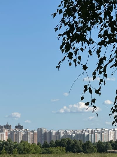 A wide shot captures a serene daytime scene with a clear blue sky serving as the backdrop. In the foreground, the silhouette of a tree with delicate leaves hangs into the frame, obscuring parts of the view. Below, a dense line of lush green trees forms a natural barrier. Beyond this verdant expanse, a sprawling cityscape unfolds, characterized by rows of apartment buildings of varying heights and architectural styles. Some buildings display warm, earthy tones, while others are stark white or light grey, some accented with red stripes. Two distinct darker, taller structures with prominent architectural features stand out against the lighter buildings, hinting at older or more significant buildings within the urban landscape. A few scattered white clouds drift lazily across the sky, adding a touch of texture. The overall impression is one of a peaceful coexistence between nature and urban development, likely within the city of Dubrovitsy, Russia, given the context.